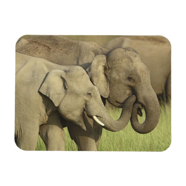Magnet Flexible Éléphants asiatiques indiens (Horizontal)
