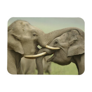 Magnet Flexible Éléphants asiatiques indiens s'amusent à se battre