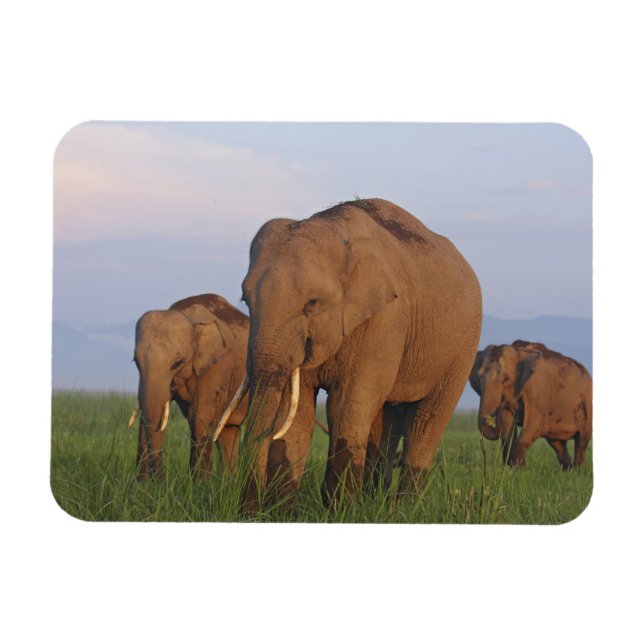 Magnet Flexible Éléphants indiens dans la prairie (Horizontal)