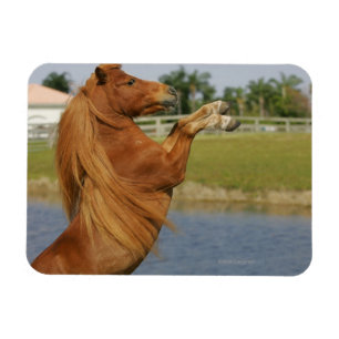 Magnet Flexible Élevage miniature de cheval