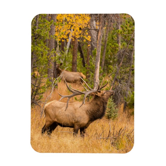 Magnet Flexible Elfe mâle | Parc national des Rocheuses, Colorado (Vertical)