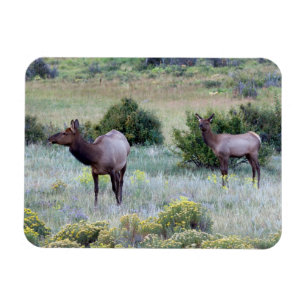 Magnet Flexible Elk américain   Colorado