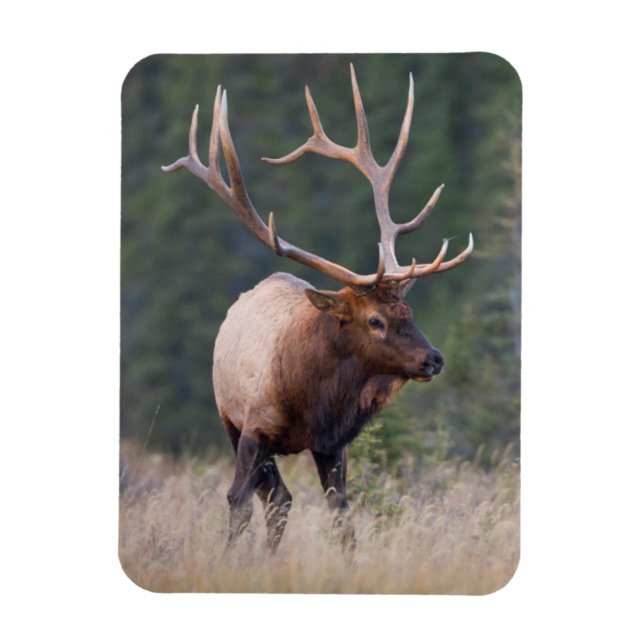 Magnet Flexible Elk de montagne Rocky (Vertical)