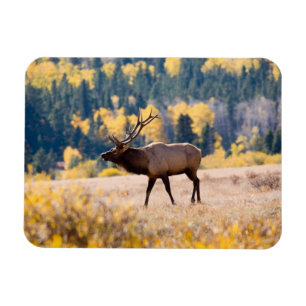Magnet Flexible Elk in Rocky Mountain National Park, Colorado