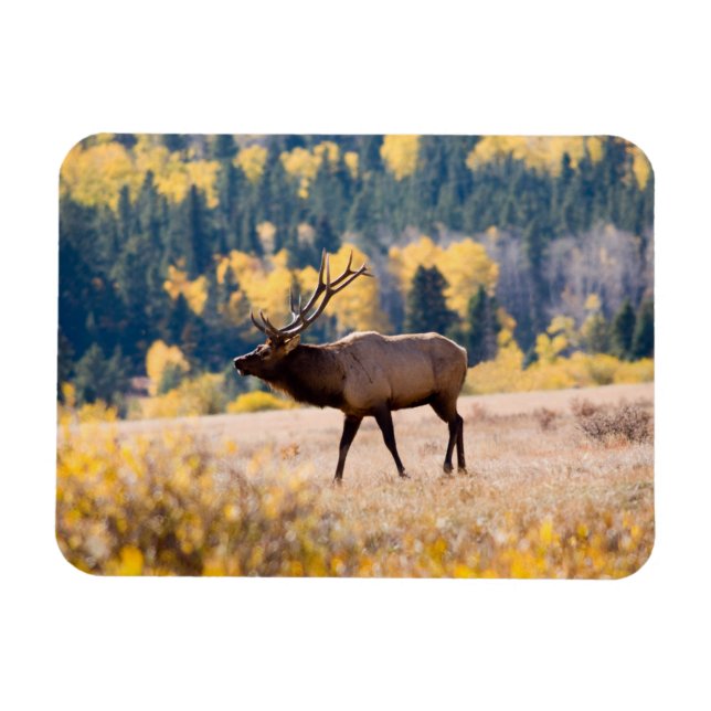 Magnet Flexible Elk in Rocky Mountain National Park, Colorado (Horizontal)