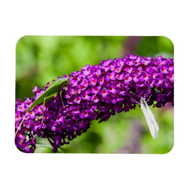 Magnet Flexible énergie katydone (Horizontal)