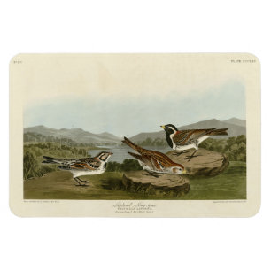 Magnet Flexible Éperon long de la Laponie, d'Audubon's Birds of Am