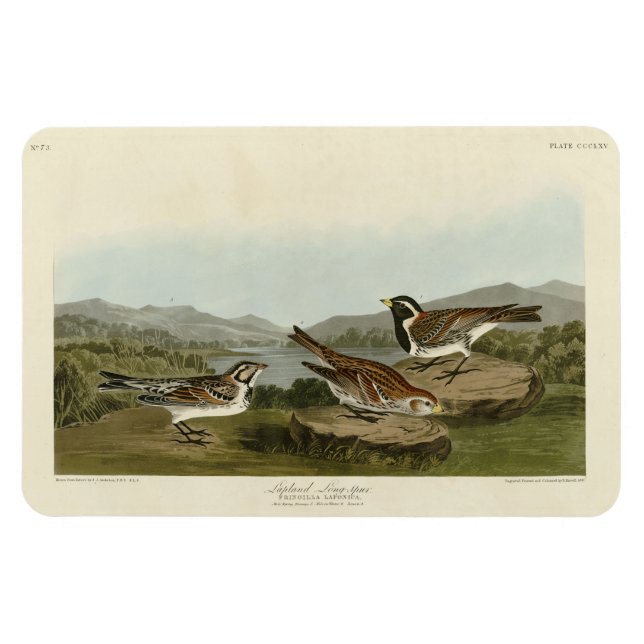Magnet Flexible Éperon long de la Laponie, d'Audubon's Birds of Am (Horizontal)