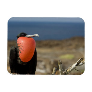 Magnet Flexible Equateur, Galapagos, île de Genovesa. Prince