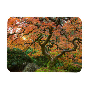 Magnet Flexible Érable aux jardins japonais en automne