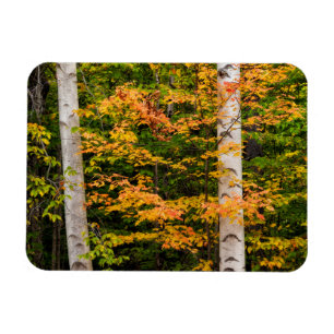 Magnet Flexible Érable et bouleau blanc White Mountains, NH