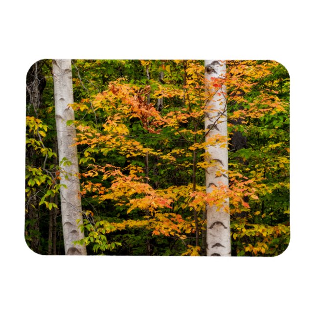 Magnet Flexible Érable et bouleau blanc | White Mountains, NH (Horizontal)