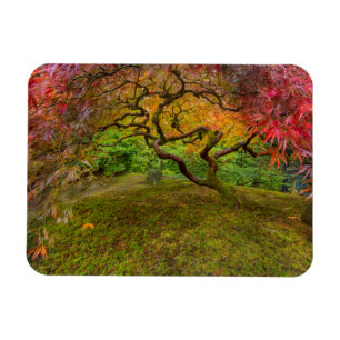Magnet Flexible Érable japonais en couleur d'automne