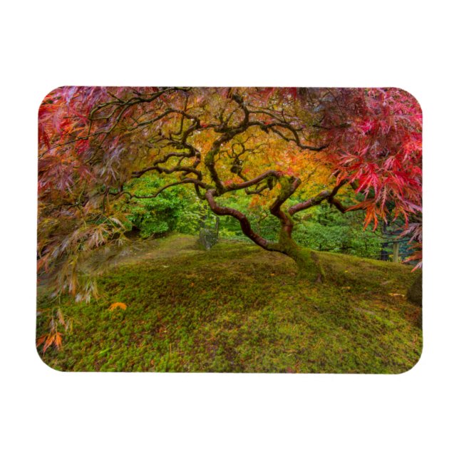 Magnet Flexible Érable japonais en couleur d'automne (Horizontal)