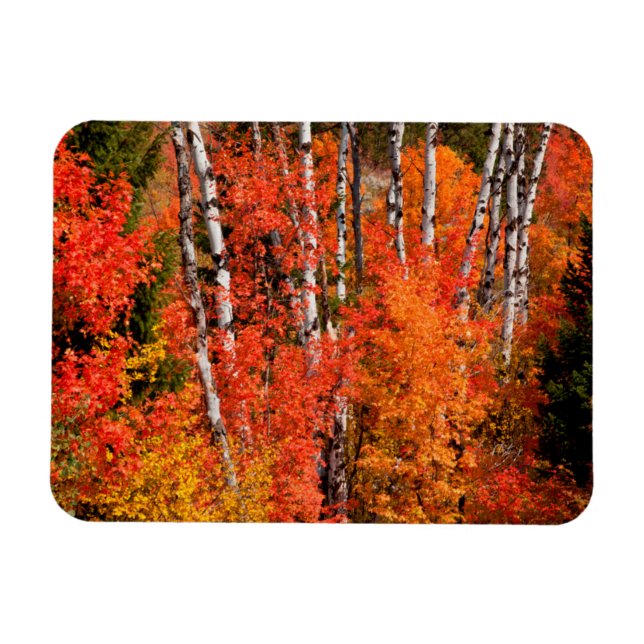 Magnet Flexible Érable rouge (Acer Rubra) et peupliers trembles (Horizontal)