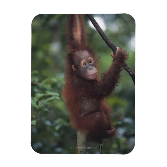 Magnet Flexible Escalade Orangutan Baby Liana (Vertical)