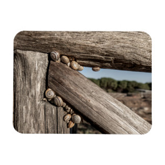 Magnet Flexible Escargots de jardin blancs (Theba pisana) en estiv