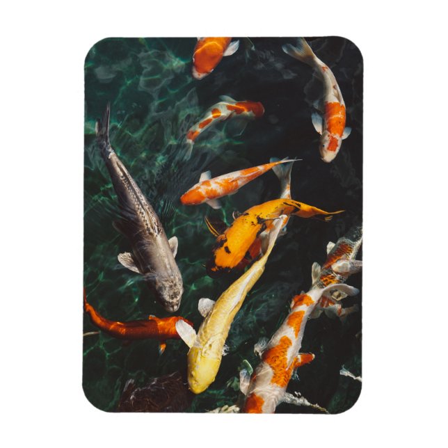 Magnet Flexible Etang de poisson asiatique Koi orange et blanc (Vertical)