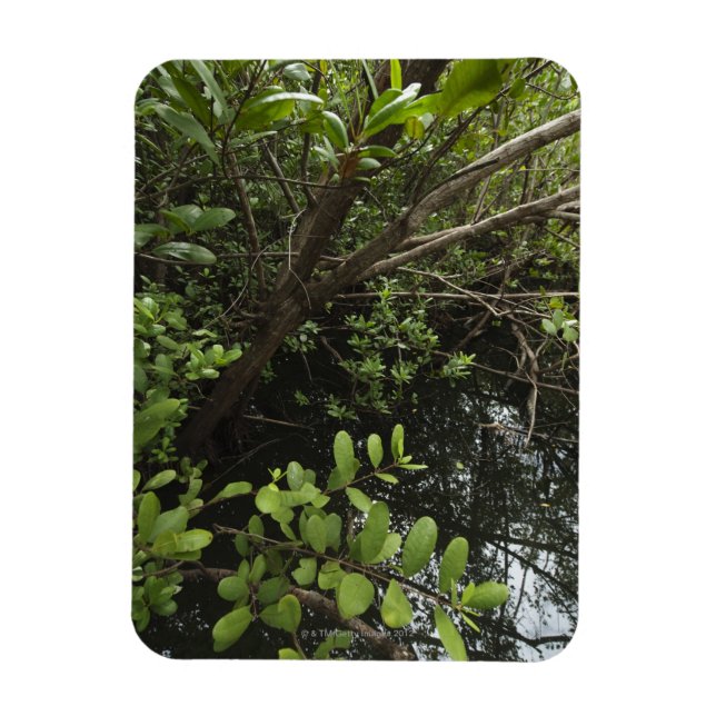 Magnet Flexible Etang de sel tropical (Vertical)