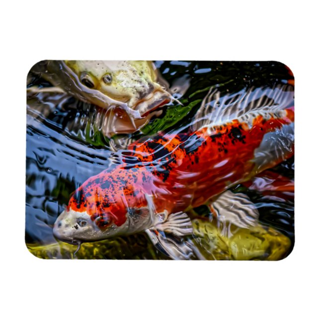 Magnet Flexible Étang japonais de poissons Koi (Horizontal)