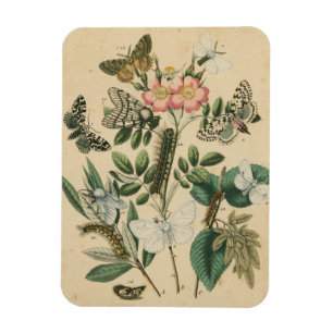 Magnet Flexible Étapes de la vie des papillons par Vision Studio