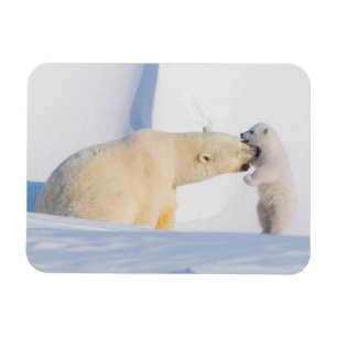 Magnet Flexible États-Unis, Alaska, North Slope Ours polaires