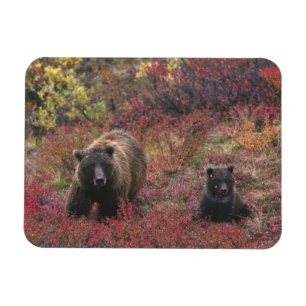 Magnet Flexible États-Unis, Alaska, Parc national Denali. Ours bru