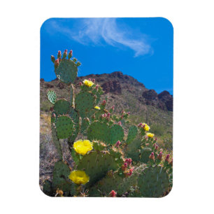 Magnet Flexible États-Unis, Arizona. Cactus dans les collines