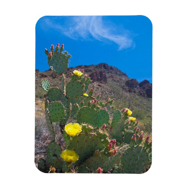 Magnet Flexible États-Unis, Arizona. Cactus dans les collines (Vertical)