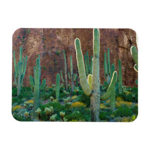 Magnet Flexible États-Unis, Arizona. Champ de cactus saguaro au pi
