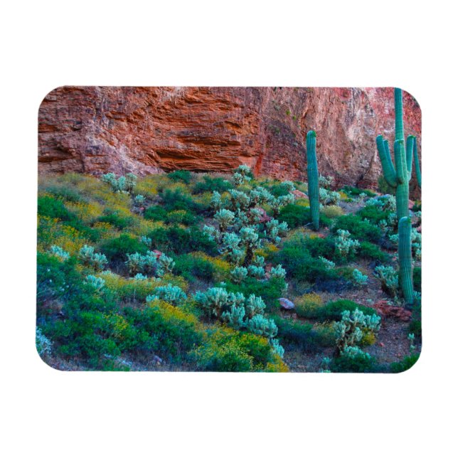 Magnet Flexible États-Unis, Arizona. Flore du désert (Horizontal)