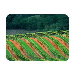 Magnet Flexible États-Unis, Californie, comté de Mendocino, un tre