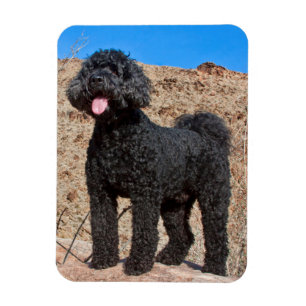 Magnet Flexible États-Unis, Californie. Labradoodle debout