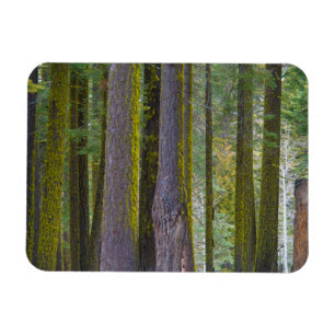 Magnet Flexible États-Unis, Californie. Troncs d'arbres couverts d