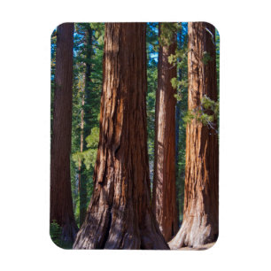 Magnet Flexible États-Unis, Californie. Troncs d'arbres Redwood, M