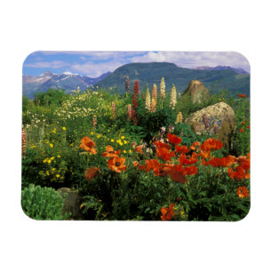 Magnet Flexible États-Unis, Colorado, Crested Butte. Pavots et lup