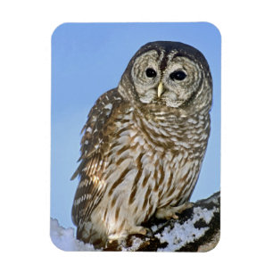 Magnet Flexible États-Unis, Colorado. Portrait de hibou moyen-duc 
