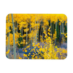 Magnet Flexible États-Unis, Colorado. Trembles jaune vif dans les 