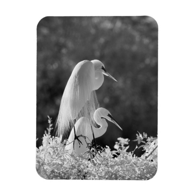 Magnet Flexible États-Unis, Floride, Grande Aigrette (Ardea alba)  (Vertical)