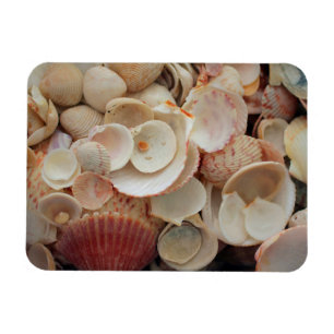 Magnet Flexible États-Unis, Floride. Gros plan de coquillages sur