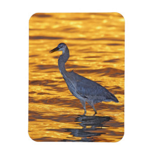 Magnet Flexible États-Unis, Floride, Saint-Pétersbourg, Fort De So