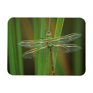 Magnet Flexible États-Unis, Géorgie. Libellule anax junius sur des