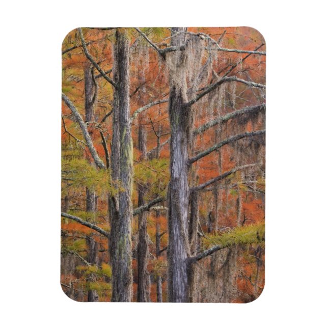 Magnet Flexible États-Unis, Géorgie, Parc d'état George Smith, Cyp (Vertical)