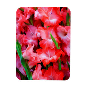Magnet Flexible États-Unis, Géorgie, Savannah, Bouquet De Gladio