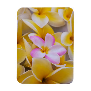 Magnet Flexible États-Unis, Hawaï, Oahu, Fleurs de plumeria en fle