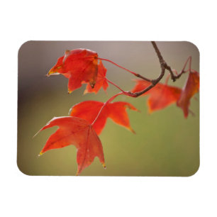 Magnet Flexible États-Unis, Kansas, Feuilles rouges au début de 