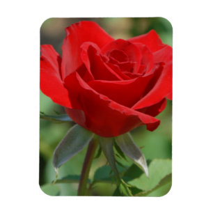 Magnet Flexible États-Unis, Kansas, Rose rouge