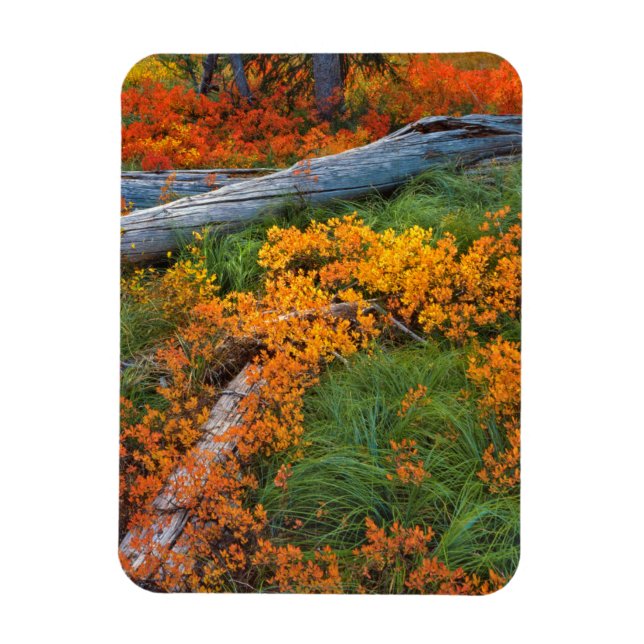 Magnet Flexible États-Unis, Oregon, Forêt nationale de Willamette (Vertical)