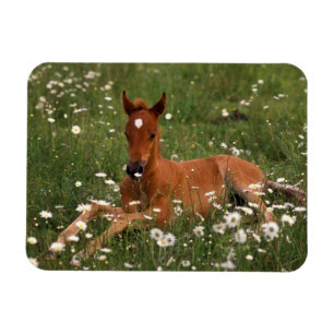 Magnet Flexible États-Unis, Oregon, Poney arabe.