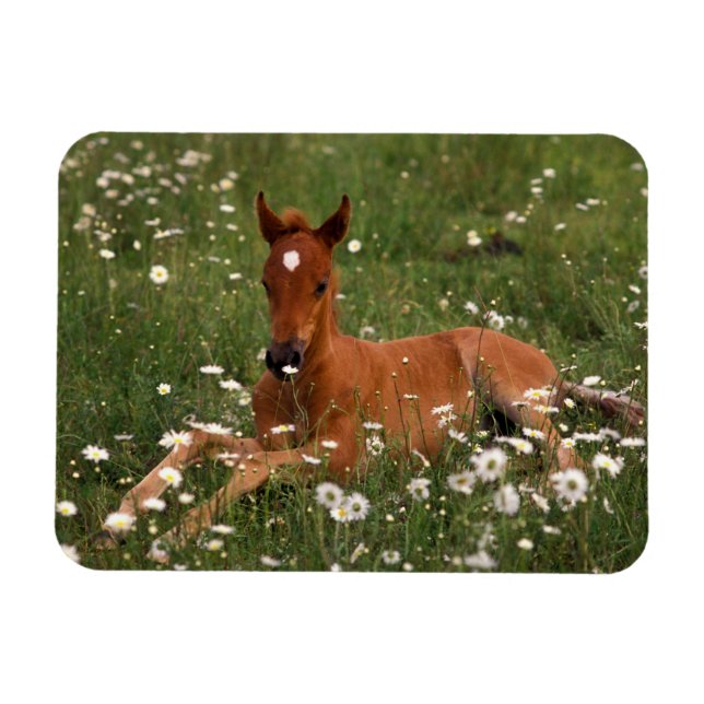 Magnet Flexible États-Unis, Oregon, Poney arabe. (Horizontal)